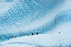 Polar