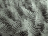 Ostrich ferns, black and white photography; botany