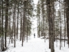 Algonquin Prov Park - March along the Spruce Bog Trail