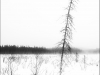 Algonquin Prov Park - March along the Spruce Bog Trail