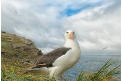 Wildlife