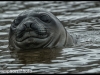 Elephant Seal, South Georgia, Sub Antarctic