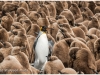 King penguins and chicks, Gold Harbour, South Georgia, Sub Antarctic