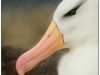 Black Browed albatross, West Point, Falkland Islands