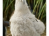 Black browed albatross chick - west point - Falkland Islands