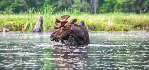 Algonquin Moose Photo Adventure 2027