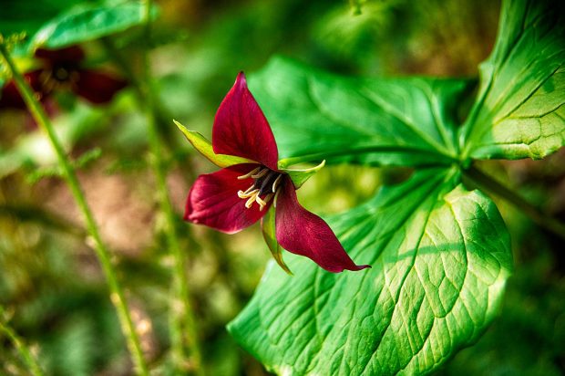 Spring Wildflower Photo Exploration 2027