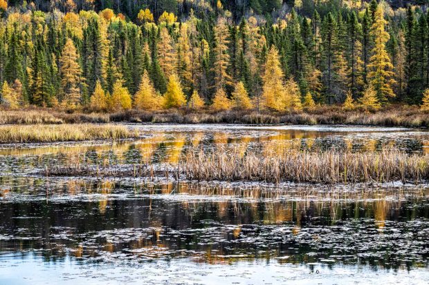 Photographing the Golden Encore with Voyageur Quest 2026