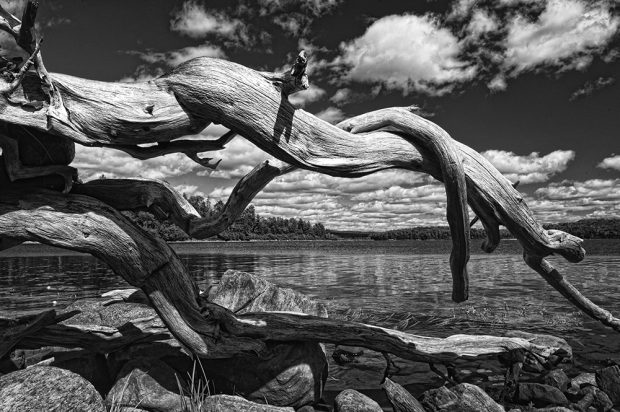 Driftwood