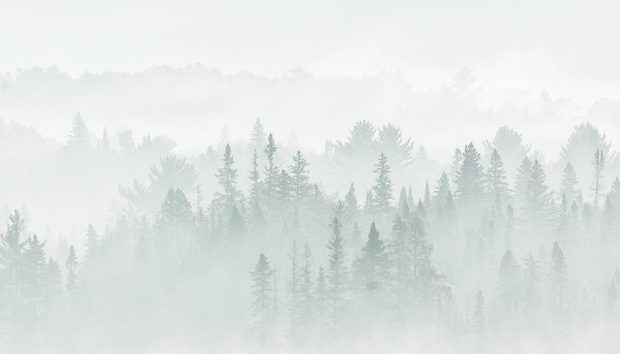 Morning Mist