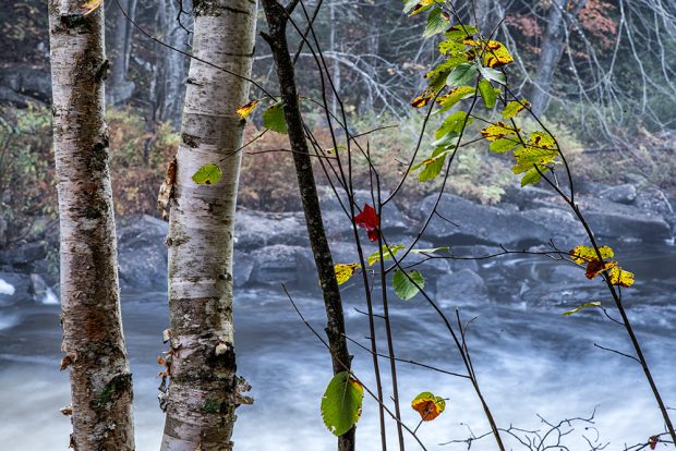 Red Leaf