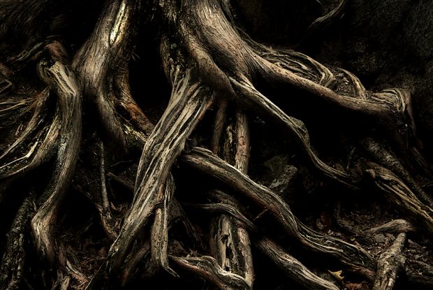 Roots on the Gull